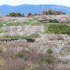 春爛漫の「牛尾山」　……梅林は満開になり、まるで雪景色のようであった……