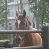 2日連続の函館競馬場（1日目）