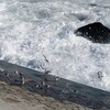 大洗探鳥会に参加した