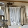 猫がいる生活　＠１０