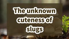 The unknown cuteness of slugs