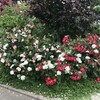 薔薇