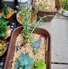 🌵多肉植物  秋の植え替え作業⑪🌵