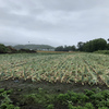 １７℃　雨の中で薪作業