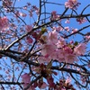 河津桜まつり🌸