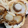 【ホタテじゃないよ！？】月日貝食べてみた件