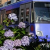 紫陽花の咲く街角③『東急世田谷線三軒茶屋駅』