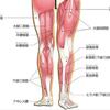 休養日・下腿三頭筋（ふくらはぎ）と遊ぶ