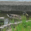 水月公園