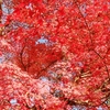 石山寺で紅葉を思う存分堪能しました！（紅葉の時期、基本情報、混み具合、周辺飲食店情報もございます）