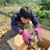 タマネギ収穫②慣れてくると豪快投げ入れ
