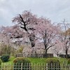 京都日帰り花見旅（後半）：都をどり～円山公園～高台寺～祇園白川