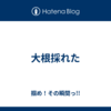 大根採れた