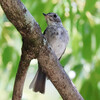 兵庫県加古川）日岡山公園。コサメビタキ（幼鳥）、センダイムシクイ、シジュウカラ（幼鳥）、ヤマガラ、エナガ（幼鳥）、コゲラ、ムクドリ（幼鳥）、ハクセキレイ（幼鳥）、イソヒヨドリ、ツバメ（餌やり）、スズメ（幼鳥）。