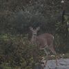 オジロジカ(White-tailed Deer)