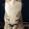 静かに、まっすぐに。：保護猫日記。4歳10ヵ月（257週）