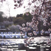 「吉祥寺に行こう♪_＃３６_井の頭公園_AF Micro Nikkor 105mm F2.8D♪」_撮影特訓編