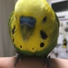 インコ、初めての動物病院【爪切り】