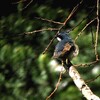 鳥見的遠征記②　戸隠自然植物園　2006.05.14