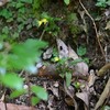 ヤクシマラン満開