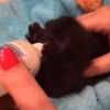 【かわいい】ミルクを飲みながら足をピーン！と伸ばす黒子猫ちゃん【動画】