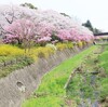 【昭和記念公園は満開でした！】