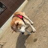 老犬ホームあん｜新人さん チャロ^^
