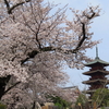 お山の花まつりは桜満開！