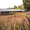 東福寺の直書き御朱印と見どころを徹底紹介