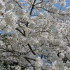 榴ヶ岡公園、桜春。 