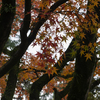 奈良の紅葉