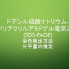 ドデシル硫酸ナトリウム-ポリアクリルアミドゲル電気泳動(SDS-PAGE)の方法・仕組み