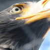 コンドルは飛んで行く♪いや？ワシでした。(^▽^;)！？雪が残る旭山動物園まで札幌からのんびり片道３時間くらいのドライブPART５　＃霊界大師真魚