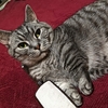 ［230］猫と冒険 帰り道編 その79（ 奇妙な階段 その先は崩壊集落その3 😺大きな受水槽は、ご先祖様の お墓だったのニャン👦なんか寂しいな。）