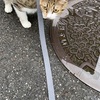 豪雨やら地震やら…