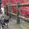 錦秋の四寺廻廊・中尊寺その2（月見坂から本堂へ）