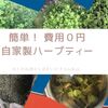 簡単！ 費用０円の自家製ハーブティー作り方(収穫から保存)いれ方豆知識etc.