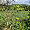 タイ原ダム（沖縄県久米島）