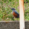 冬鳥の待ちぼうけに、イソヒヨドリ＆カワラヒワ等の飛来！