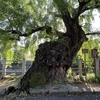 高山市にあるシダレヤナギがすごいのです。
