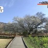 南阿蘇村の一心行の大桜　 もうすぐ満開【熊本】