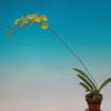 Oncidium onustum