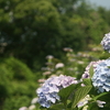 紫陽花　梅雨　雨降らないねー　鳥　空　雲　電線　安全確認