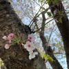 心の目で見る桜の道