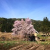 桜も終わりですね〜最後の桜、標高差がよくわかります！