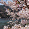 京都の桜・一番おすすめの名所