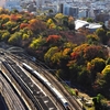 2020年　飛鳥山の秋(電車とコラボ)