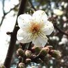 新春の梅の花