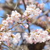 宮島の桜