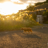 西彼諸島のねこさん